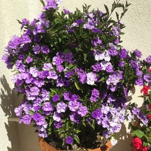 Meet your Posher, Zareena